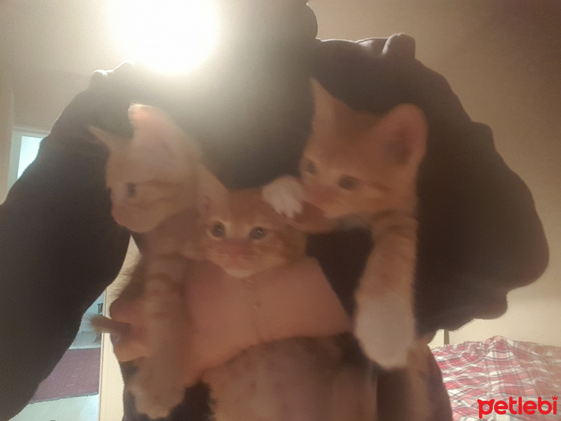 İran Kedisi (Persian), Kedi  3 Afacan Sarman fotoğrafı