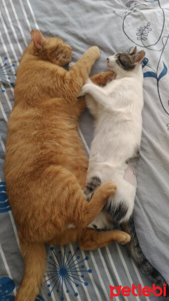 Tekir Kedi, Kedi  Kızçe fotoğrafı