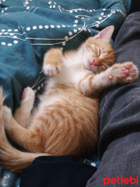 Tekir Kedi, Kedi  Avcı fotoğrafı