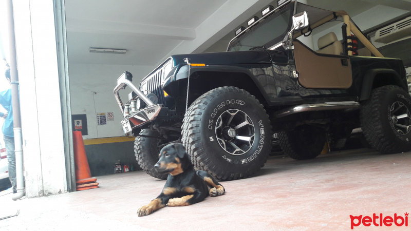 Rottweiler, Köpek  Ares fotoğrafı