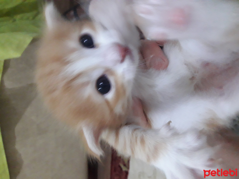 Tekir Kedi, Kedi  Şanslı fotoğrafı