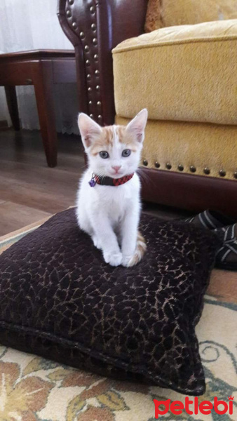 Tekir Kedi, Kedi  Şanslı fotoğrafı