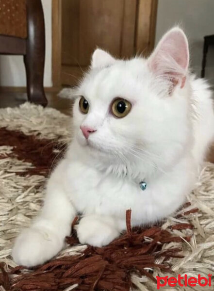 Ankara Kedisi, Kedi  Ponçik fotoğrafı