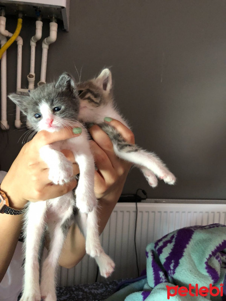 Tekir Kedi, Kedi  Edi ve Büdü fotoğrafı