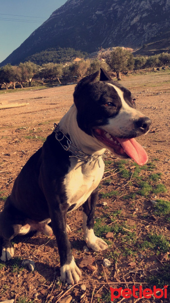 Amerikan Pitbull Terrier, Köpek  Pars fotoğrafı