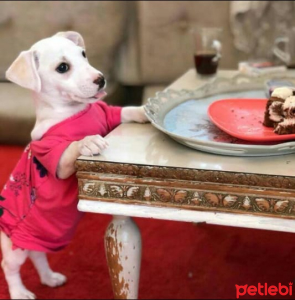 Tibet Terrieri, Köpek  ŞANS fotoğrafı