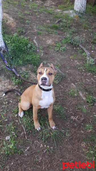 Amerikan Pitbull Terrier, Köpek  Herkül fotoğrafı