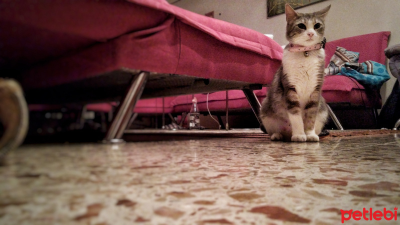 Tekir Kedi, Kedi  Hime fotoğrafı