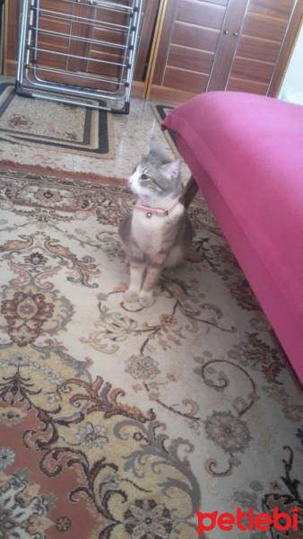 Tekir Kedi, Kedi  Hime fotoğrafı