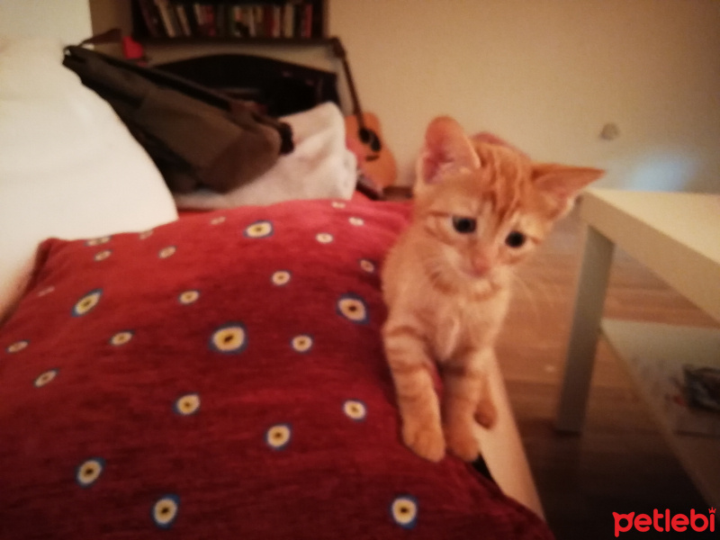Tekir Kedi, Kedi  Sarman fotoğrafı
