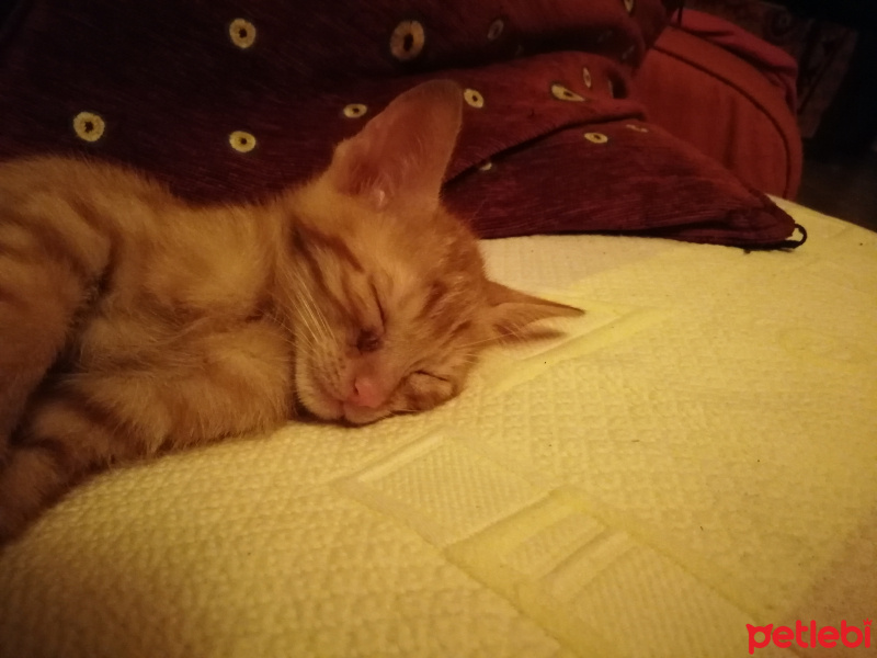 Tekir Kedi, Kedi  Sarman fotoğrafı