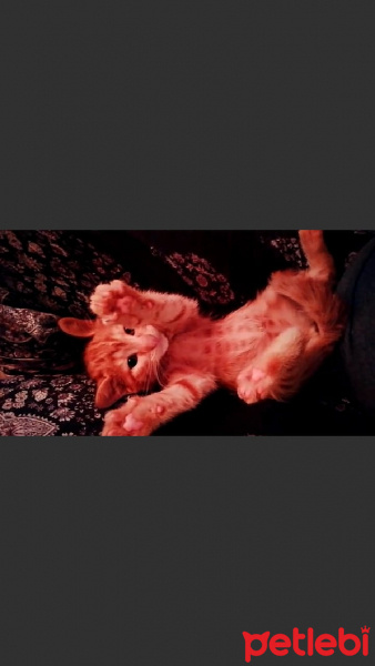 Tekir Kedi, Kedi  Sarman fotoğrafı