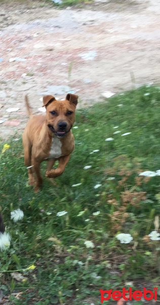 Amerikan Pitbull Terrier, Köpek  Lex fotoğrafı