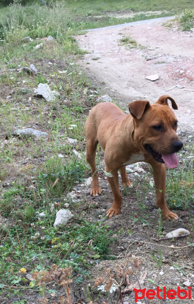Amerikan Pitbull Terrier, Köpek  Lex fotoğrafı