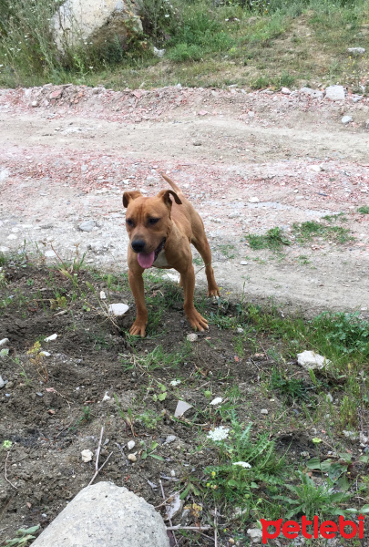 Amerikan Pitbull Terrier, Köpek  Lex fotoğrafı