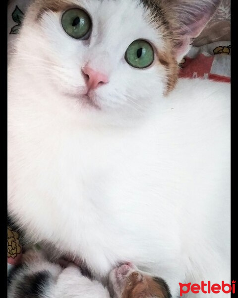 Tekir Kedi, Kedi  Minik fotoğrafı