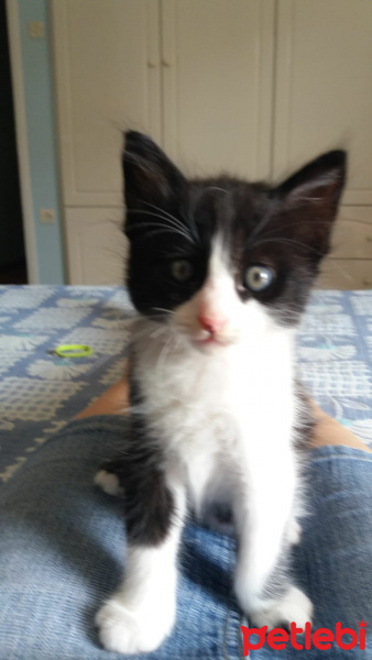 Van Kedisi, Kedi  Tito fotoğrafı
