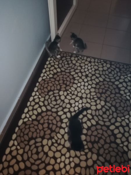 Van Kedisi, Kedi  Tito fotoğrafı