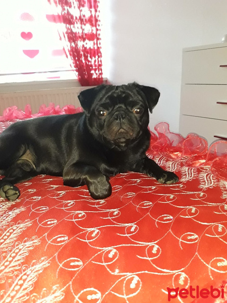 Pug, Köpek  Ateş fotoğrafı