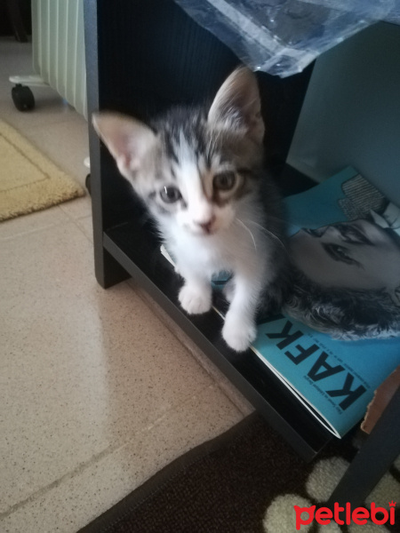 Tekir Kedi, Kedi  Tombiş fotoğrafı