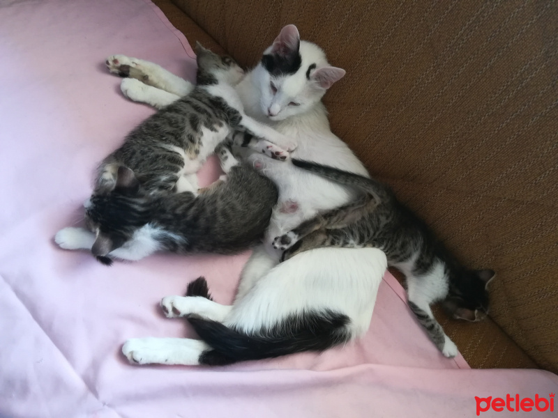 Tekir Kedi, Kedi  Tombiş fotoğrafı