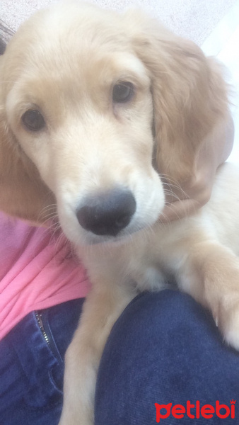 Golden Retriever, Köpek  Meslo fotoğrafı