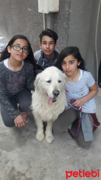 Golden Retriever, Köpek  Uzay fotoğrafı