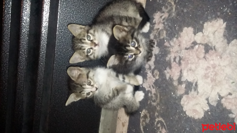 Tekir Kedi, Kedi  SULO fotoğrafı