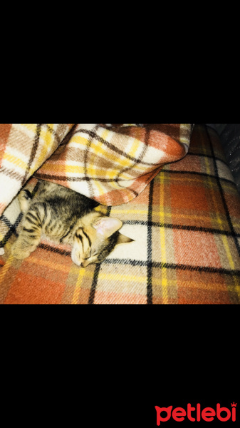 Tekir Kedi, Kedi  Rio fotoğrafı