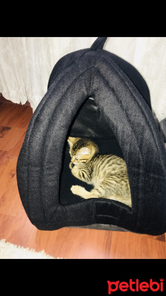 Tekir Kedi, Kedi  Rio fotoğrafı
