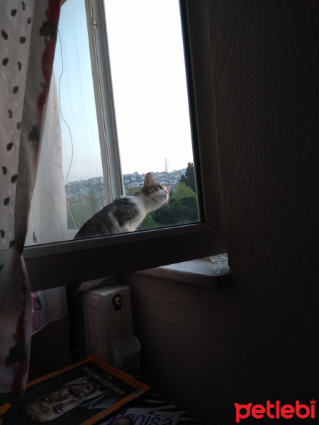 Tekir Kedi, Kedi  Luci fotoğrafı