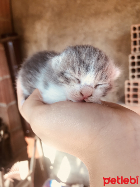Tekir Kedi, Kedi  Mia fotoğrafı