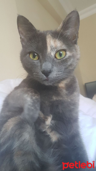 Scottish Fold, Kedi  Gölge fotoğrafı