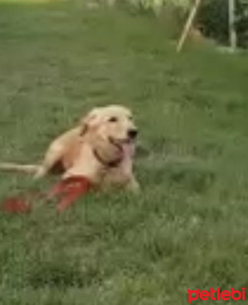 Golden Retriever, Köpek  Sena fotoğrafı