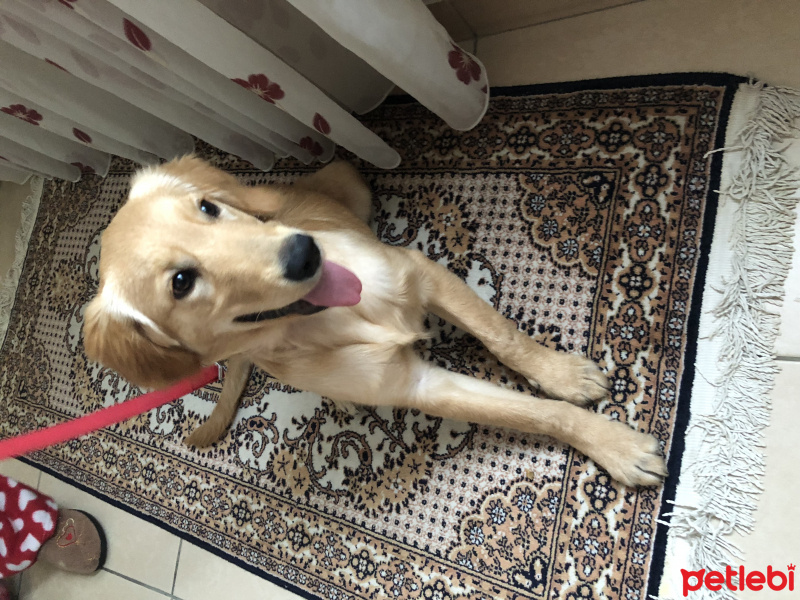 Golden Retriever, Köpek  Sena fotoğrafı
