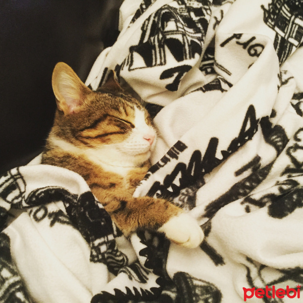 Soke, Kedi  Çıt çıt fotoğrafı