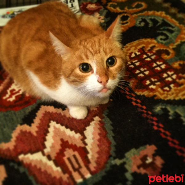 Soke, Kedi  Marlyn fotoğrafı