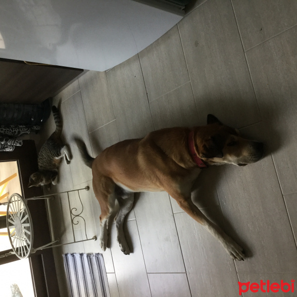 Sokö (Sokak Köpeği), Köpek  Budyy fotoğrafı