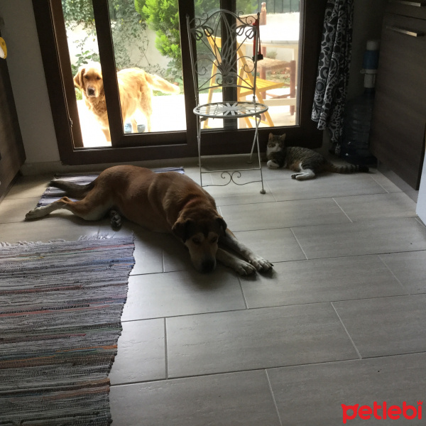 Sokö (Sokak Köpeği), Köpek  Budyy fotoğrafı