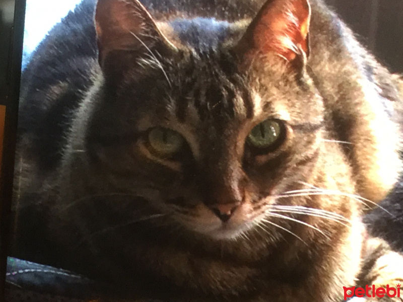 Soke, Kedi  Şanti fotoğrafı