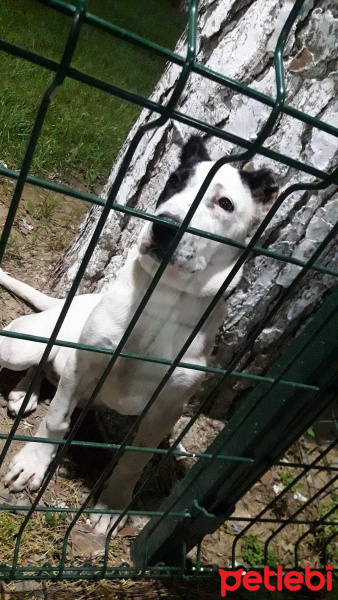 Dogo Arjantin, Köpek  Marla fotoğrafı