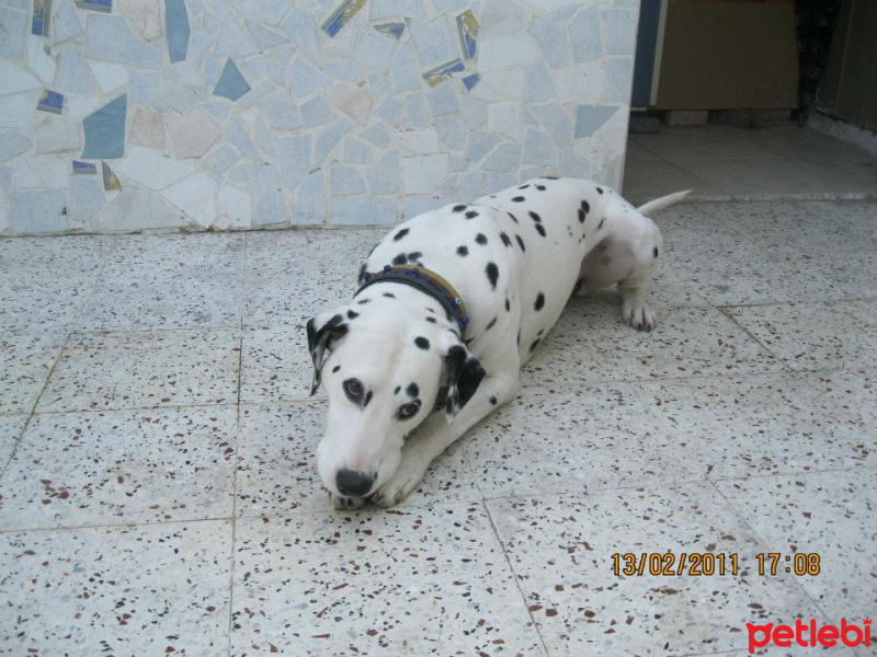 Dalmatian, Köpek  DOST fotoğrafı