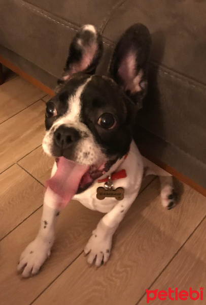 Fransız Bulldog, Köpek  Bambam fotoğrafı