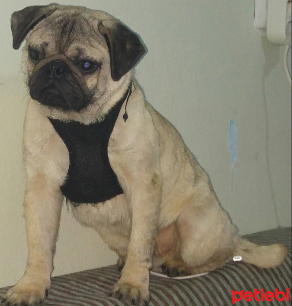 Pug, Köpek  Ares fotoğrafı