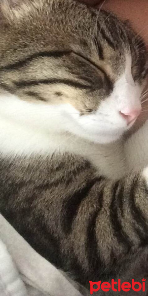 Tekir Kedi, Kedi  paşa fotoğrafı