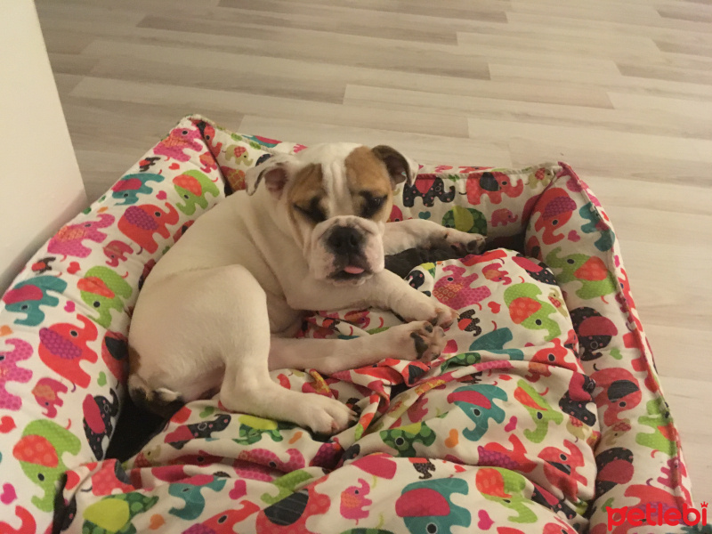 İngiliz Bulldog, Köpek  Krema fotoğrafı