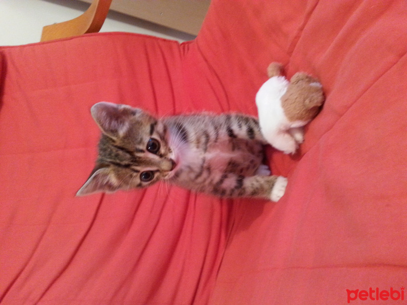 Tekir Kedi, Kedi  gonca fotoğrafı