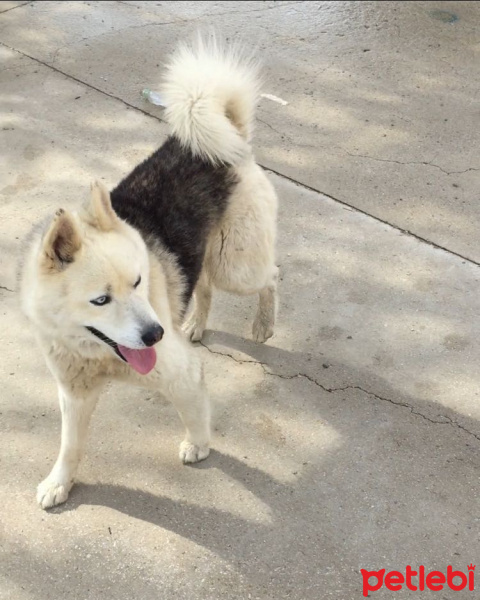 Sibirya Kurdu (Husky), Köpek  Hektor fotoğrafı
