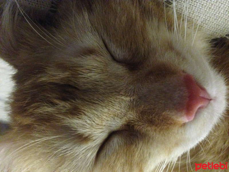 İran Kedisi (Persian), Kedi  Martis fotoğrafı