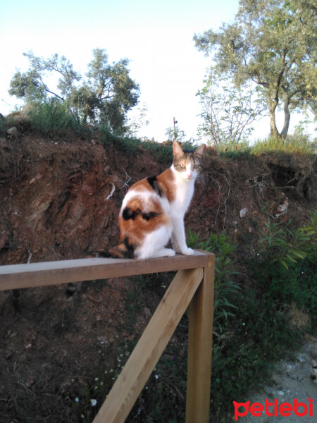 Tekir Kedi, Kedi  Mia fotoğrafı